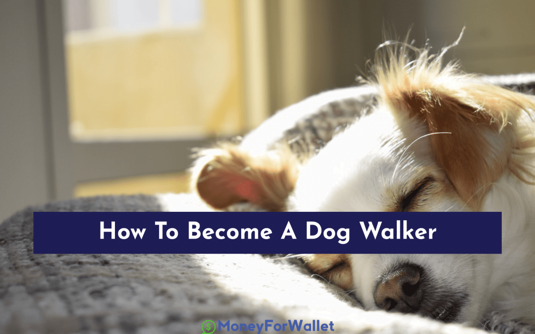 How To Become A Dog Walker