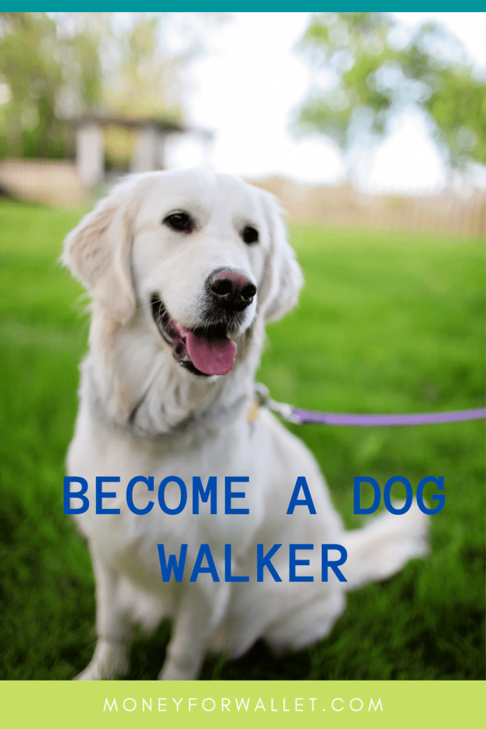 how to become a dog walker (2)